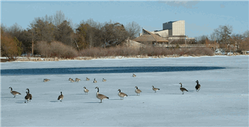 Geese Frozen Lake Regina, SK